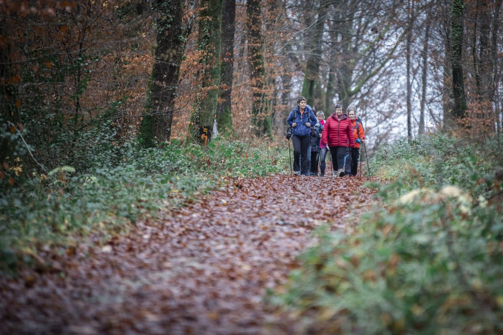 Six femmes pratiquent la marche nordique dans la forêt automnale